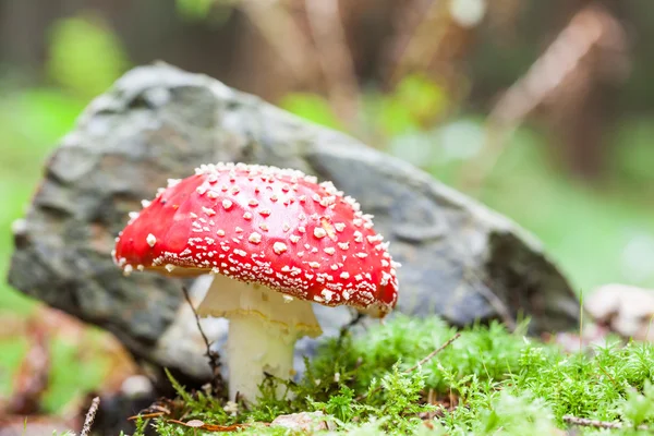 An fly agaric — Stock Photo, Image