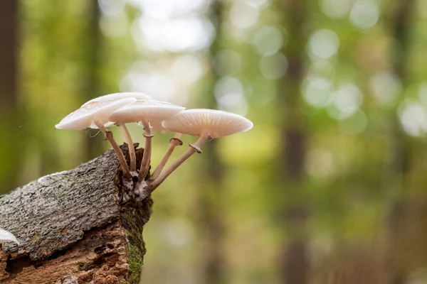 An porcelain fungus — Stock Photo, Image