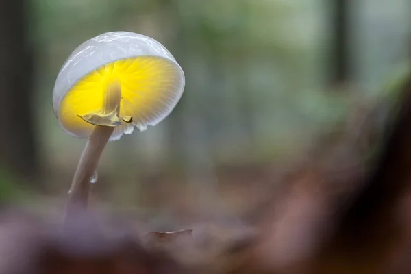 Bir porselen mantar — Stok fotoğraf