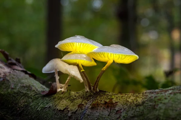 Un champignon de la porcelaine — Photo
