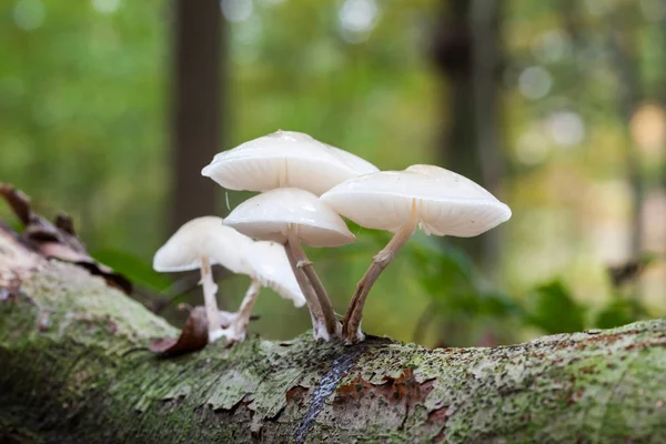 An porcelain fungus — Stock Photo, Image