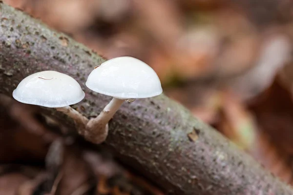 An porcelain fungus — Stock Photo, Image