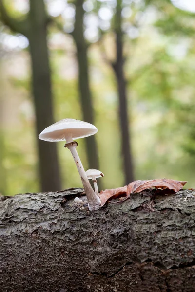 An porcelain fungus — Stock Photo, Image