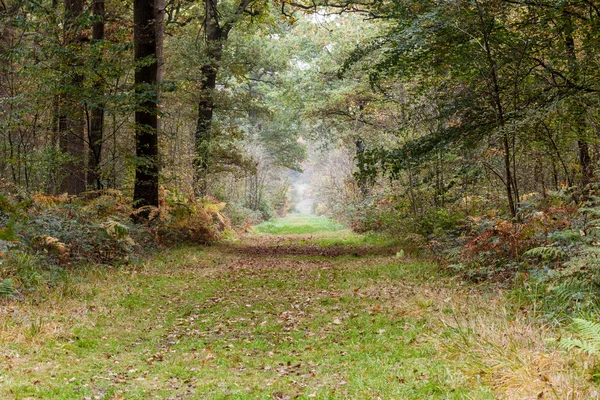 Пешеходная дорожка в лесу — стоковое фото