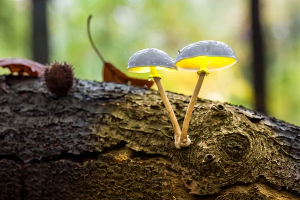 Un fungo di porcellana — Foto Stock