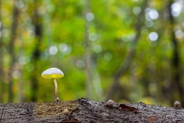 Bir porselen mantar — Stok fotoğraf