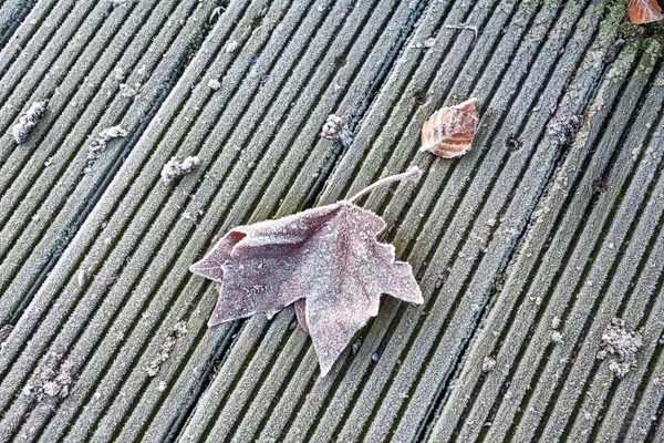 一片冰冻的叶子 — 图库照片