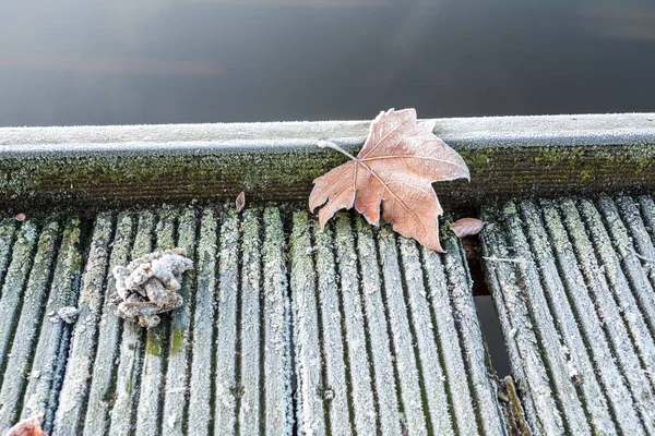 Une feuille congelée — Photo