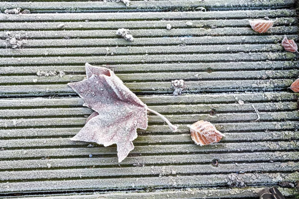 An frozen leaf — Stock Photo, Image