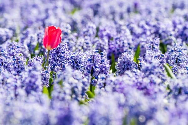 Red tulip  whit bleubells — Stock Photo, Image