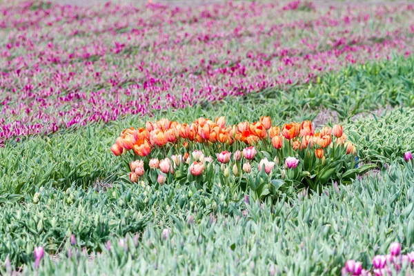 Um campo de tulipas — Fotografia de Stock