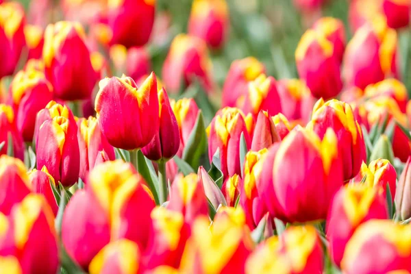 An tulip field — Stock Photo, Image