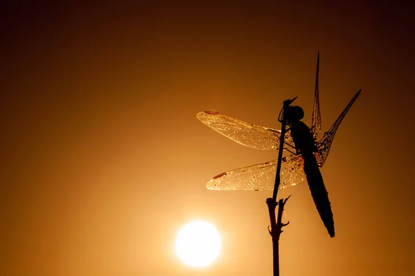 Dragonfly in close up — Stock Photo, Image