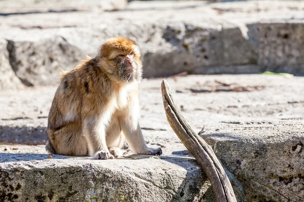 The mountain monkey — Stock Photo, Image