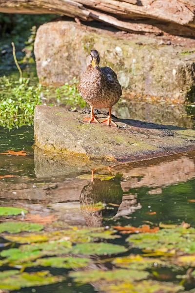 Duck or goose — Stock Photo, Image