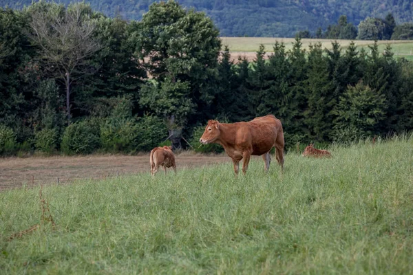 Tarladaki inek — Stok fotoğraf