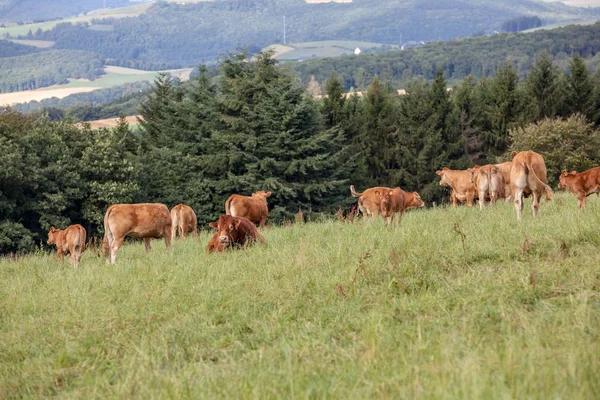 Koe in het veld — Stockfoto