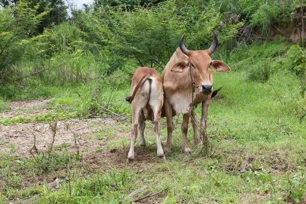 Sapi Thailand dan anak sapi — Stok Foto