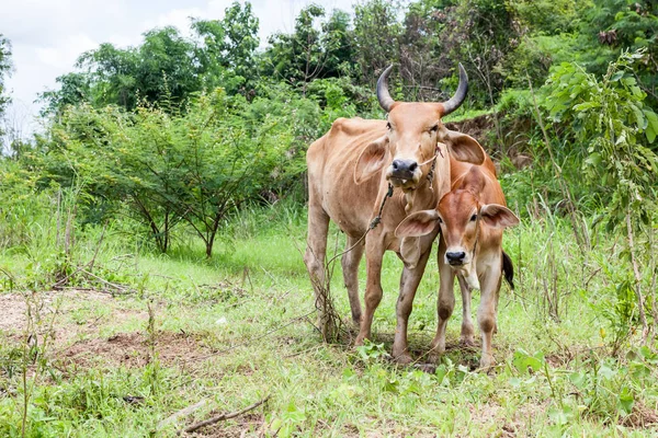 Thaise koe en kalf — Stockfoto