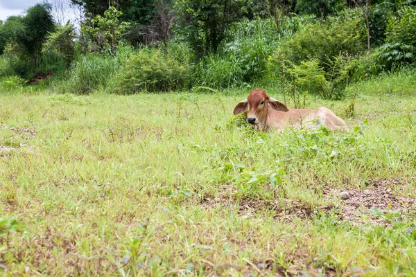 Vitelo de vaca tailandês — Fotografia de Stock