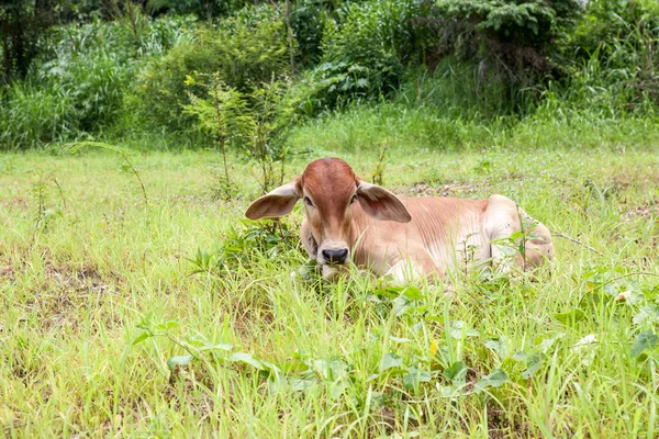 Vitello di vacca tailandese — Foto Stock