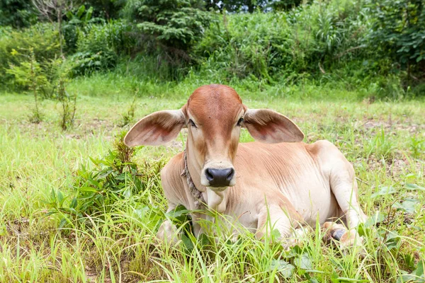 泰国牛小牛 — 图库照片