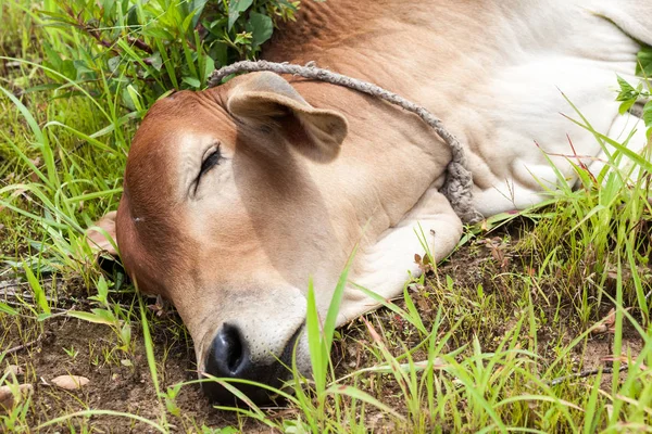 Thaise koe kalf — Stockfoto