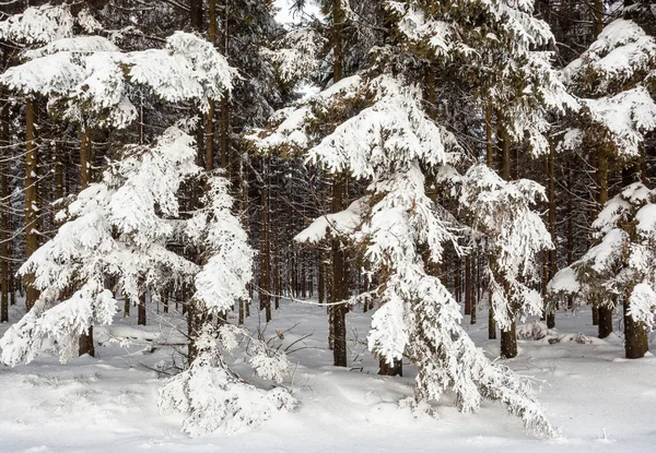 Path in the middle  of the trees — Stock Photo, Image