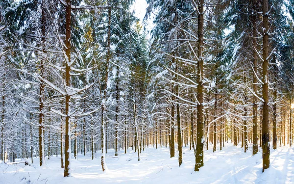 En massa träd — Stockfoto