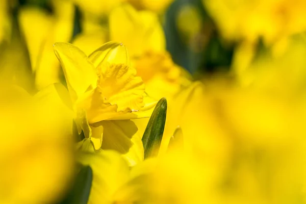 En hel del av gula påskliljor — Stockfoto