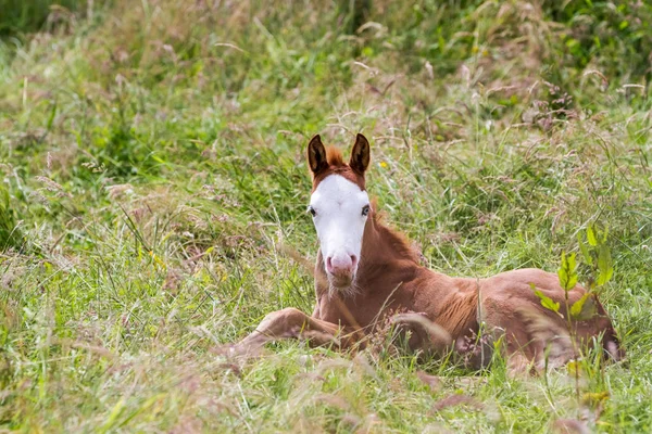 An reclining foal — Stock Photo, Image