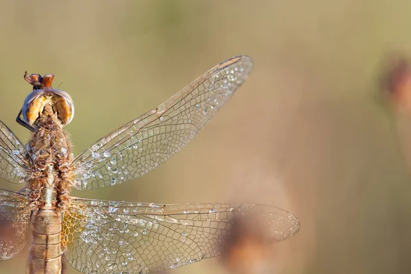 Dragonfly in close up — Stock Photo, Image