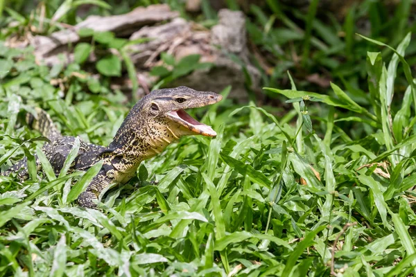 An lizard looking — Stock Photo, Image