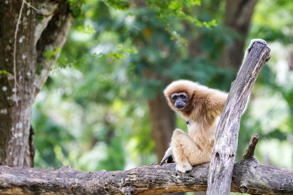 Nordliga vita kinder gibbon — Stockfoto