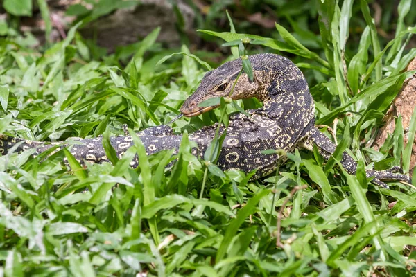 An lizard looking — Stock Photo, Image
