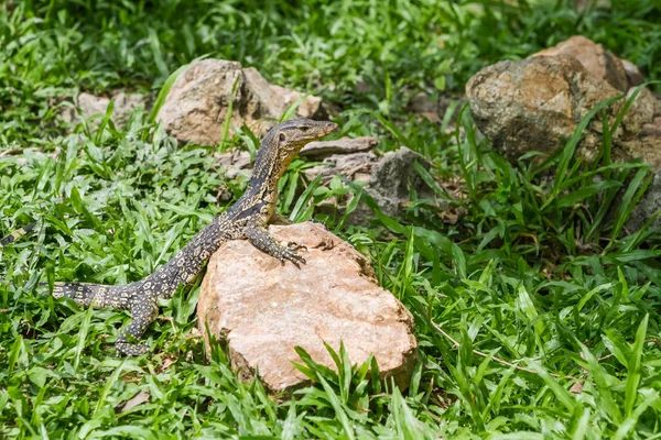 Eine Eidechse sieht aus — Stockfoto