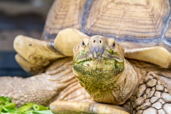 Een grote aardschildpad — Stockfoto