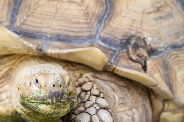 Een grote aardschildpad — Stockfoto