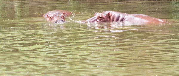 Een gevaarlijke nijlpaard — Stockfoto