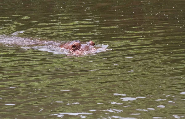 Ein gefährliches Nilpferd — Stockfoto