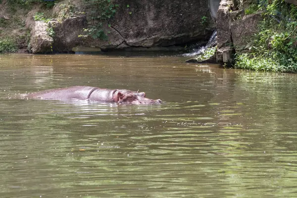 Ein gefährliches Nilpferd — Stockfoto