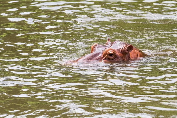 An dangerous hippopotamus — Stock Photo, Image