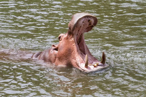 Ein gefährliches Nilpferd — Stockfoto