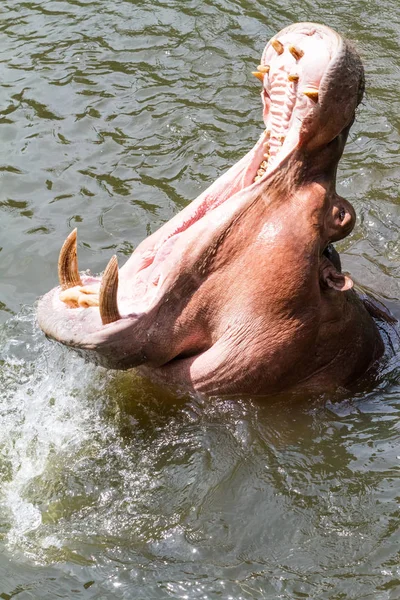 Een gevaarlijke nijlpaard — Stockfoto
