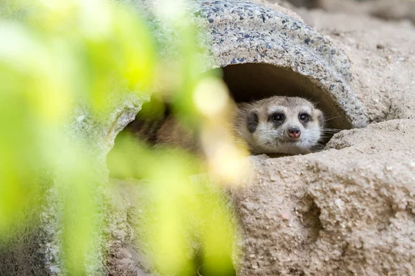 An looking meerkat — Stock Photo, Image