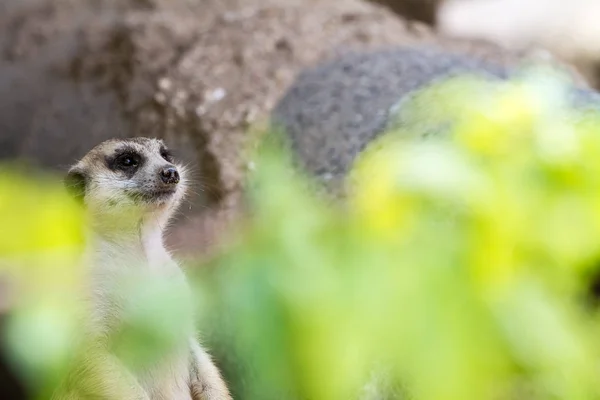 Um meerkat olhando — Fotografia de Stock