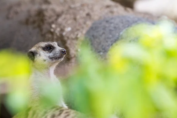 An looking meerkat — Stock Photo, Image