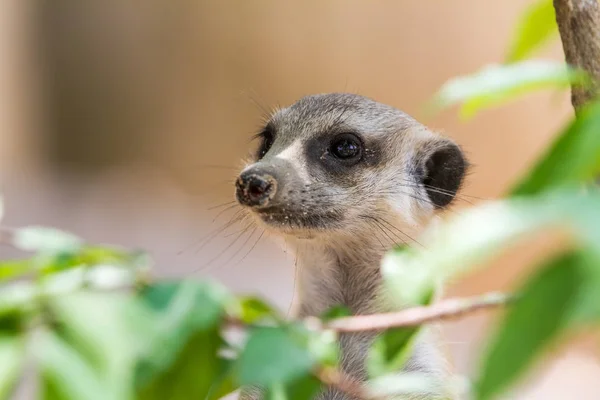 An looking meerkat — Stock Photo, Image
