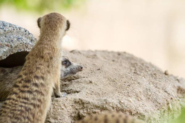 Patrząc meerkat — Zdjęcie stockowe