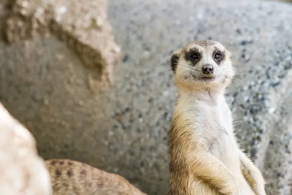 Un suricate qui regarde — Photo